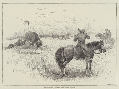 Combat avec un Buffle en Afrique du Sud - Henry Charles Seppings Wright